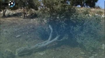 تراجع إنتاج الزيتون في الأردن يهدد الأمن الغذائي بعد أسوأ موسم في 20 عامًا